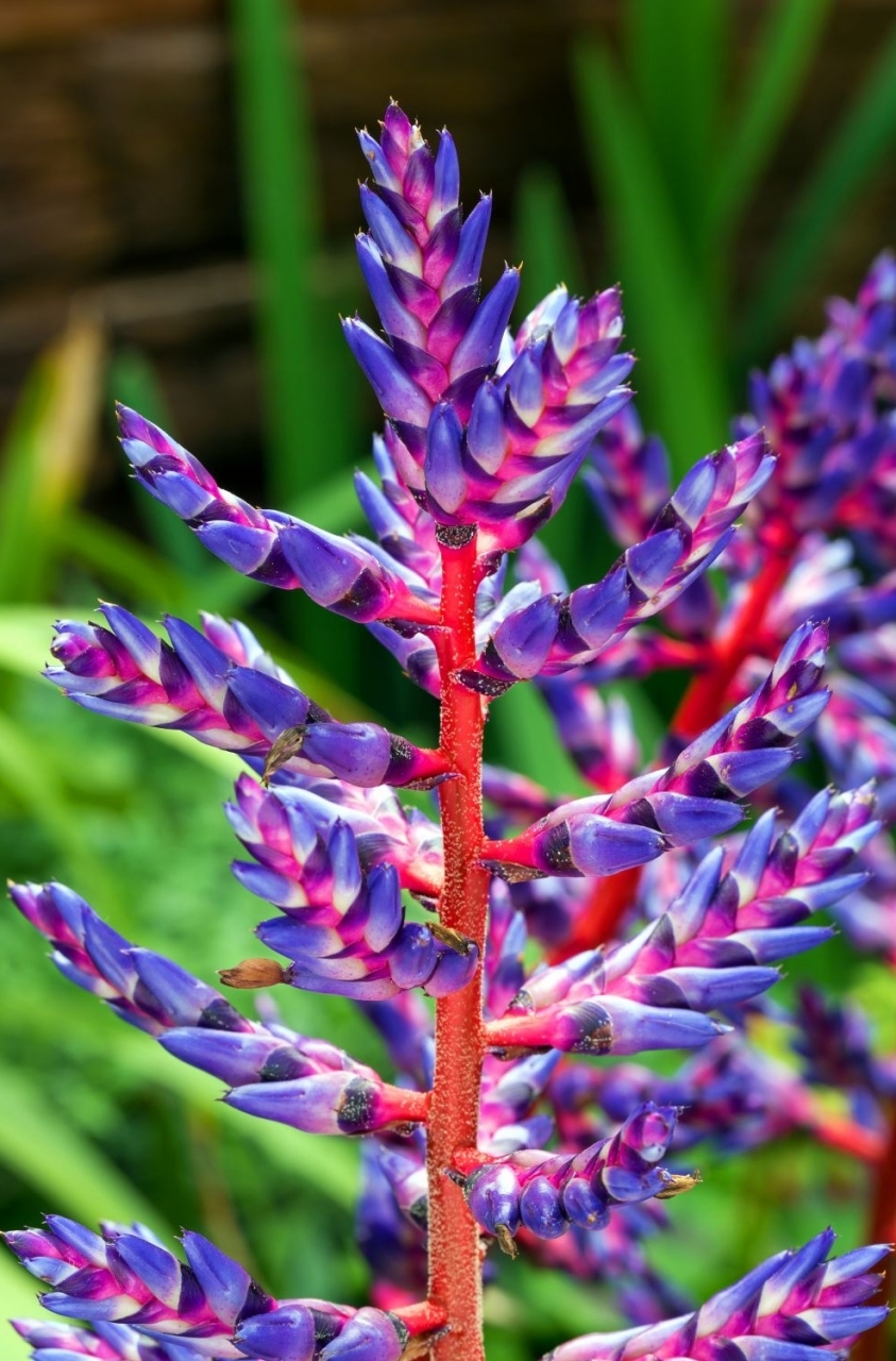 aechmea-blue-rain-975293-1-01