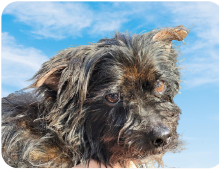 Tierische Modelle ,) 20.05.2025
