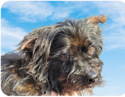 Tierische Modelle ,) 20.05.2025