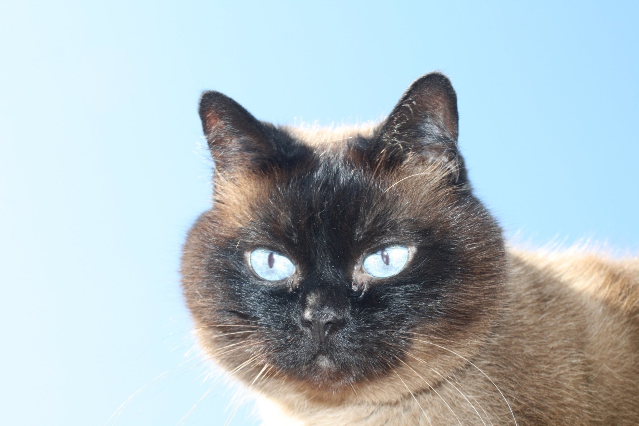 Tierische Modelle ,) 20.05.2025