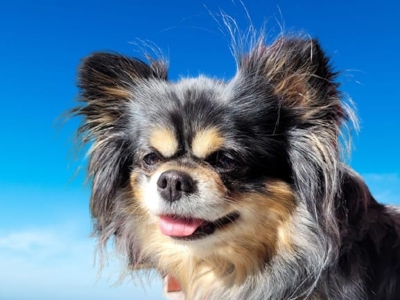 Tierische Modelle ,) 20.05.2025