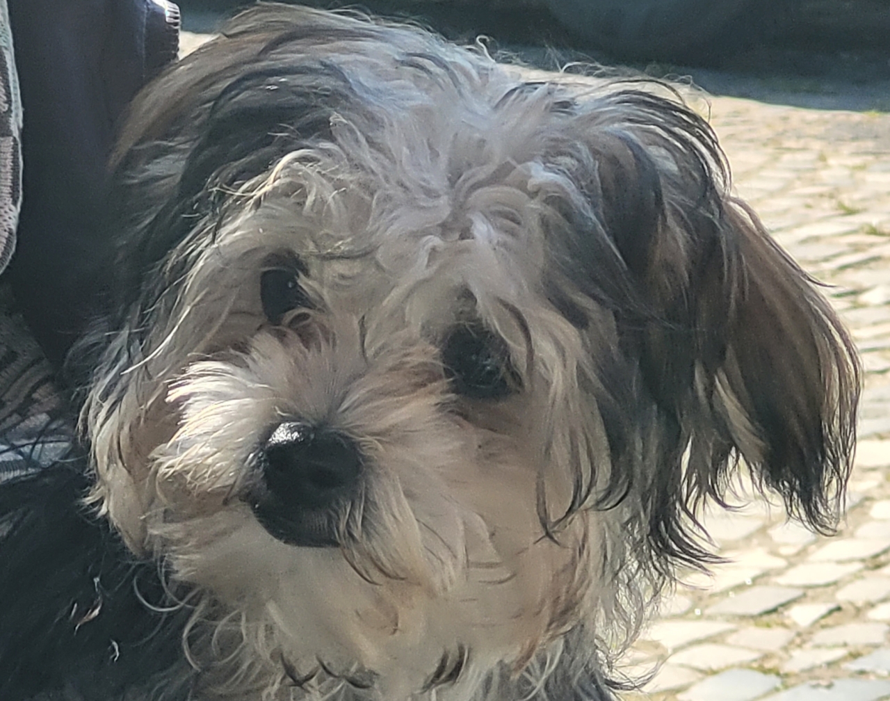 Tierische Modelle ,) 20.05.2025
